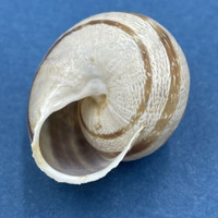 #10 Eobania vermiculata 27.5mm Monastir, Tunisia, On Sand Under Plants Helicidae