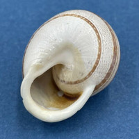 #11 Eobania vermiculata 27.4mm Monastir, Tunisia, On Sand Under Plants Helicidae