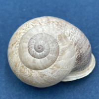 #16 Eobania vermiculata 27.3mm Monastir, Tunisia, On Sand Under Plants Helicidae