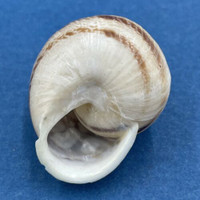 #2 Eobania vermiculata 22.4mm Monastir, Tunisia, On Sand Under Plants Helicidae