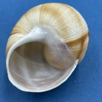 #1 Helix lucorum 50mm Greece Helicidae