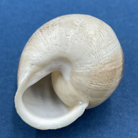 #5 Eobania vermiculata 30.3mm Monastir, Tunisia, On Sand Under Plants Helicidae