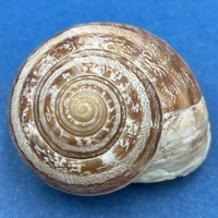 #6 Eobania vermiculata 32mm Monastir, Tunisia, On Sand Under Plants Helicidae