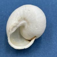 #20 Eobania vermiculata ALBINO 27.7mm Monastir, Tunisia, On Sand Under Plants