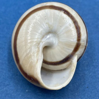 #6 Loxana lechatelieri 28.1mm Morocco Helicidae