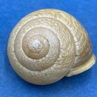 #3 Arianta arbustorum 25.2mm Bardonecchia, Italy Helicidae