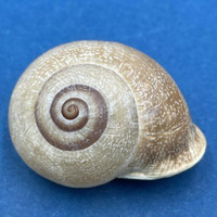 #2 Otala punctata 33.9mm Argentina Helicidae