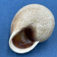 #2 Otala punctata 33.9mm Argentina Helicidae