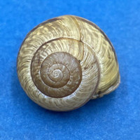 #6 Arianta arbustorum 19.7mm Bardonecchia, Italy Helicidae