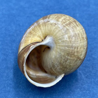 #8 Arianta arbustorum 20.4mm Bardonecchia, Italy Helicidae