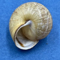 #11 Arianta arbustorum 19.3mm Bardonecchia, Italy Helicidae