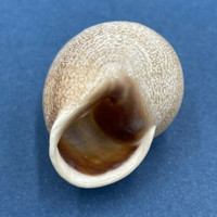 #7 Otala punctata 33.3mm Argentina Helicidae