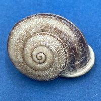 #23 Eobania vermiculata 29.2mm Galveston, Texas, On Oleander Bushes Helicidae