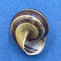 #6 Cepaea hortensis 21mm Germany Helicidae