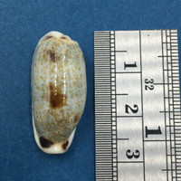 #3 Cypraea cylindrica 27.2mm Olango Island, Philippines, 15m