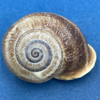 #5 Otala lactea 34.2mm Mar del Plata, Argentina Helicidae