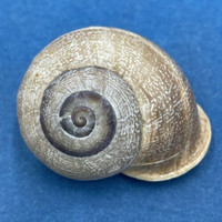 #6 Otala lactea 30mm Mar del Plata, Argentina Helicidae