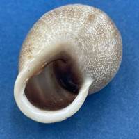 #6 Otala lactea 30mm Mar del Plata, Argentina Helicidae