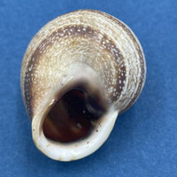 #8 Otala lactea 28.7mm Mar del Plata, Argentina Helicidae