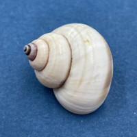 #5 Tropidophora philippiana 24.5mm Madagascar Pomatiidae