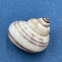 #8 Tropidophora philippiana 23.1mm Madagascar Pomatiidae