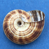 #2 Euhadra strictotaenia 30.9mm South Gansu, China, Camaenidae