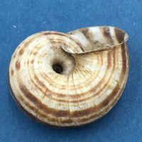 #3 Euhadra strictotaenia 33.1mm South Gansu, China, Camaenidae