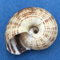 #5 Euhadra strictotaenia 33.6mm South Gansu, China, Camaenidae