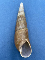 #7 Paraclavator obtusatus 73.8mm Fort Dauphin, Madagascar Clavatoridae