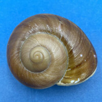 #5 Hemiglypta cf. blainvilliana 59.9mm Surigao, Philippines Helicarionidae