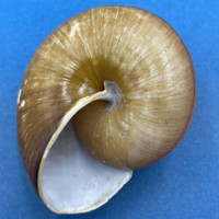 #6 Hemiglypta cf. blainvilliana 60.9mm Surigao, Philippines Helicarionidae