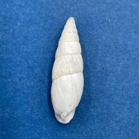 Clessinia alvarezii 23.8mm Argentina Odontostomidae