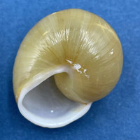 #8 Zachrysia provisoria 29.6mm Miami, Florida 1993