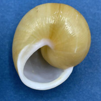 #2 Zachrysia provisoria 30mm Miami, Florida 1993