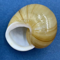 #4 Zachrysia provisoria 29.9mm Miami, Florida 1993