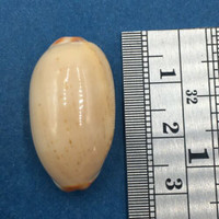 #4 27.2mm Cypraea (Luria) isabella Netted, Negros Island, Philippines