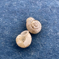 #3 Vallonia costata Set x2 Under 3mm Aarschot Belgium On Stone Wall Under Plants