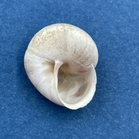 #11 Hemitrochus varians 13.7mm Bahamas Cepolidae