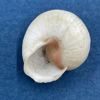 #17 Hemitrochus varians 16.2mm Bahamas Cepolidae