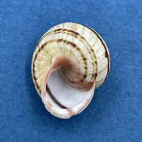 #3 Hemitrochus varians 17.3mm Bahamas Cepolidae