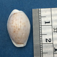 #41 20.7mm Cypraea (Naria) Boivinii Netted, Negros Island, Philippines