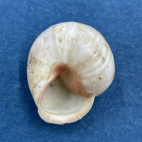 #9 Hemitrochus varians 17.5mm Bahamas Cepolidae