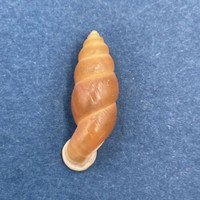 #2 Tortulosa tortuosa 21.6mm Limestone Hills In Krabi, Thailand Pupinidae