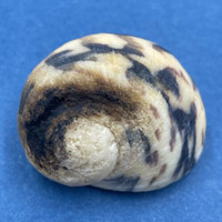 #18 Nerita peloronta 30.2mm W/O Bonaire/Aruba May 14-17 1983