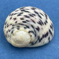 #20 Nerita peloronta 29.1mm W/O Bonaire/Aruba May 14-17 1983