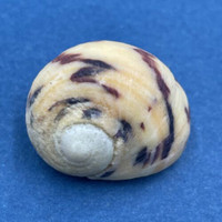 #23 Nerita peloronta 24.5mm W/O Bonaire/Aruba May 14-17 1983