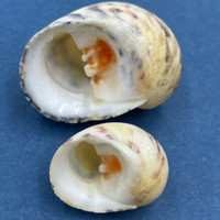 #6 Nerita peloronta 22.6-33.7mm New Providence, Bahamas, On Rocks, Low Tide