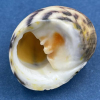 #7 Nerita peloronta 26.6mm New Providence, Bahamas, On Rocks, Low Tide