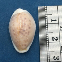 #33 23.2mm Cypraea (Naria) Boivinii Netted, Negros Island, Philippines