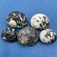 #3 Nerita undata 17-23mm Samar Is., Philippines In Rocky Tide Pool, Low Tide